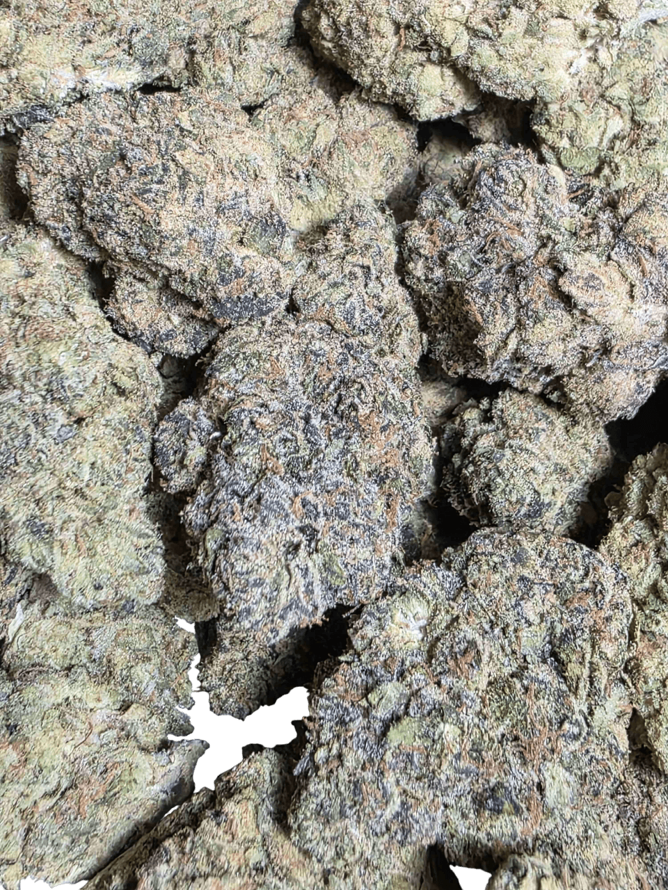 Close-up of flower with a textured surface.